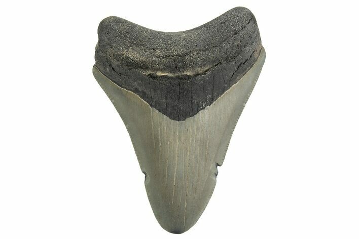 Serrated, Juvenile Megalodon Tooth - Georgia #329832